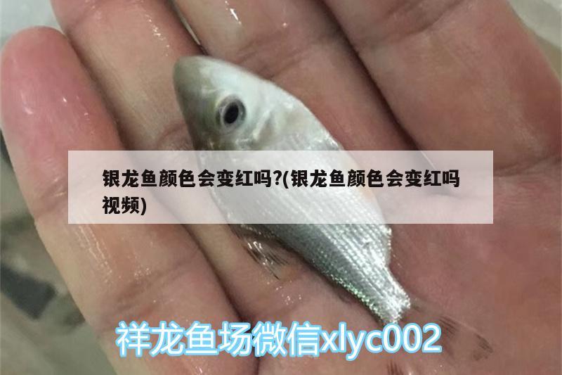 銀龍魚(yú)顏色會(huì)變紅嗎?(銀龍魚(yú)顏色會(huì)變紅嗎視頻)