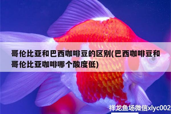 哥倫比亞和巴西咖啡豆的區(qū)別(巴西咖啡豆和哥倫比亞咖啡哪個酸度低) 馬來西亞咖啡