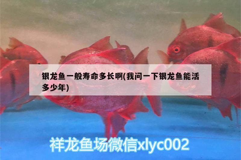 銀龍魚(yú)一般壽命多長(zhǎng)啊(我問(wèn)一下銀龍魚(yú)能活多少年) 銀龍魚(yú)百科