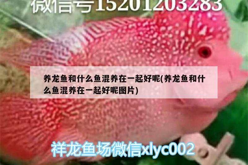 養(yǎng)龍魚和什么魚混養(yǎng)在一起好呢(養(yǎng)龍魚和什么魚混養(yǎng)在一起好呢圖片) 印尼虎苗