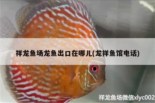 祥龍魚場龍魚出口在哪兒(龍祥魚館電話) 祥龍魚場