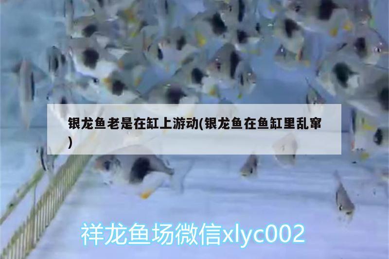 銀龍魚老是在缸上游動(銀龍魚在魚缸里亂竄) 銀龍魚百科