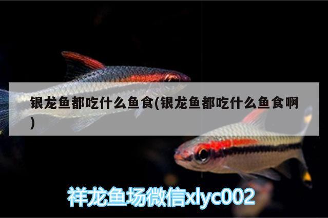 銀龍魚都吃什么魚食(銀龍魚都吃什么魚食啊)