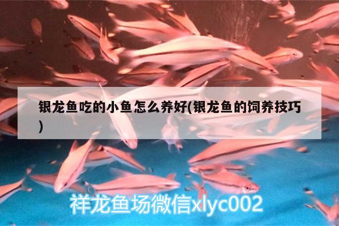 銀龍魚吃的小魚怎么養(yǎng)好(銀龍魚的飼養(yǎng)技巧) 銀龍魚