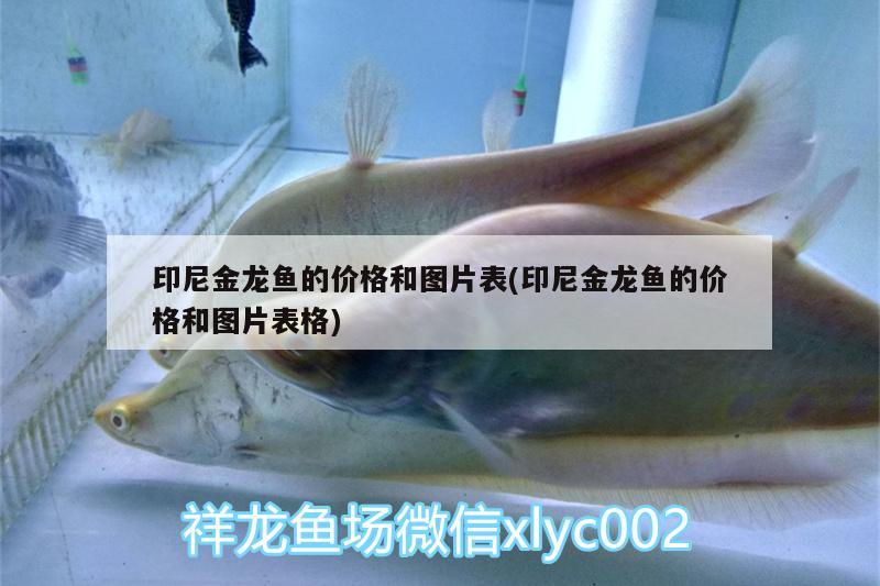 印尼金龍魚(yú)的價(jià)格和圖片表(印尼金龍魚(yú)的價(jià)格和圖片表格)