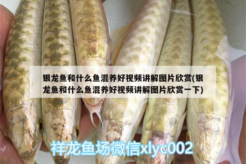 銀龍魚和什么魚混養(yǎng)好視頻講解圖片欣賞(銀龍魚和什么魚混養(yǎng)好視頻講解圖片欣賞一下) 銀龍魚