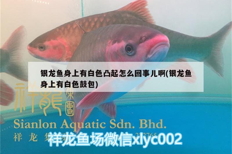 銀龍魚身上有白色凸起怎么回事兒啊(銀龍魚身上有白色鼓包)