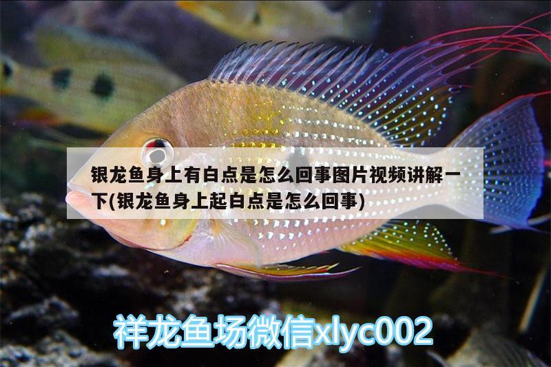 銀龍魚(yú)身上有白點(diǎn)是怎么回事圖片視頻講解一下(銀龍魚(yú)身上起白點(diǎn)是怎么回事)