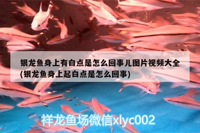 銀龍魚身上有白點是怎么回事兒圖片視頻大全(銀龍魚身上起白點是怎么回事)