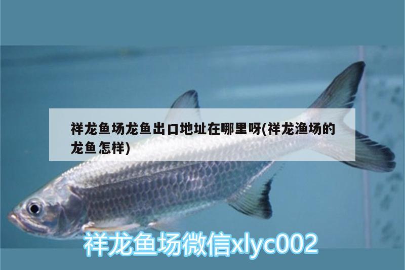 祥龍魚場(chǎng)龍魚出口地址在哪里呀(祥龍漁場(chǎng)的龍魚怎樣)