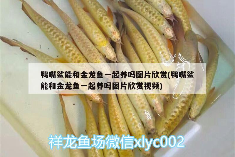 鴨嘴鯊能和金龍魚一起養(yǎng)嗎圖片欣賞(鴨嘴鯊能和金龍魚一起養(yǎng)嗎圖片欣賞視頻)