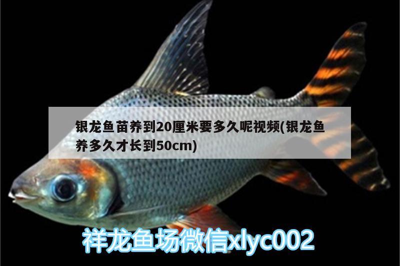 銀龍魚苗養(yǎng)到20厘米要多久呢視頻(銀龍魚養(yǎng)多久才長到50cm)