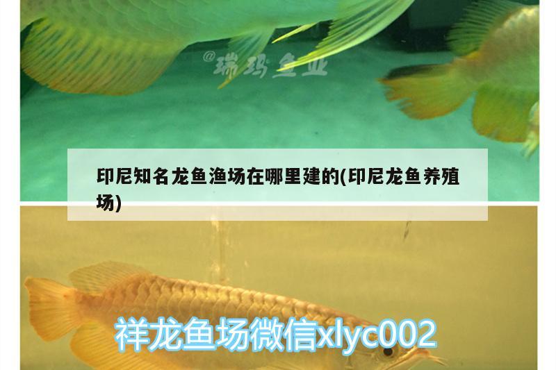 印尼知名龍魚漁場在哪里建的(印尼龍魚養(yǎng)殖場) 銀古魚苗