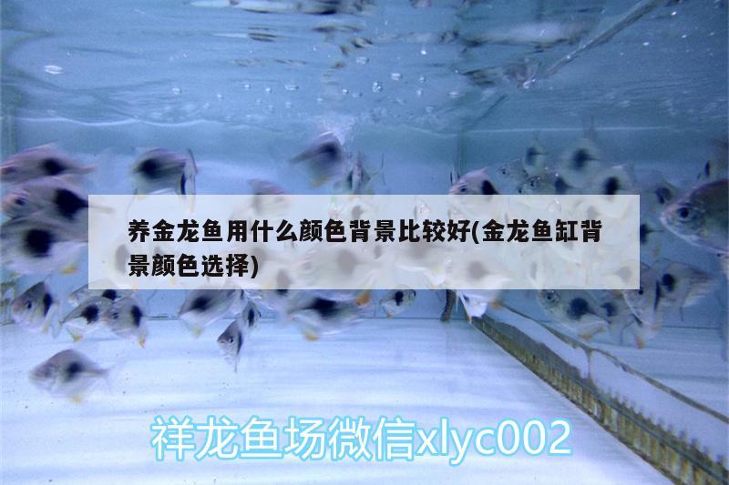 養(yǎng)金龍魚用什么顏色背景比較好(金龍魚缸背景顏色選擇) 短身紅龍魚