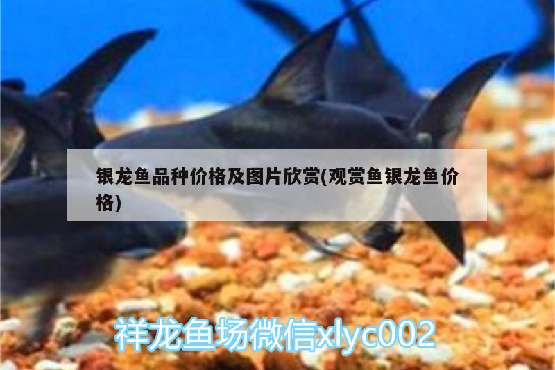 銀龍魚品種價格及圖片欣賞(觀賞魚銀龍魚價格) 銀龍魚 第3張