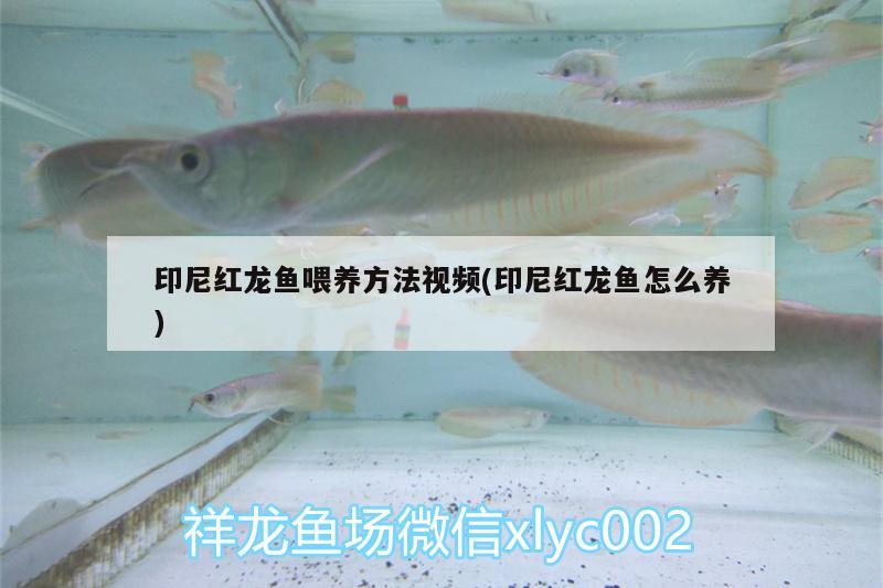 印尼紅龍魚(yú)喂養(yǎng)方法視頻(印尼紅龍魚(yú)怎么養(yǎng)) 紅龍魚(yú)百科