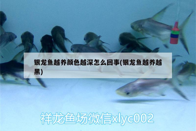 銀龍魚越養(yǎng)顏色越深怎么回事(銀龍魚越養(yǎng)越黑) 銀龍魚百科