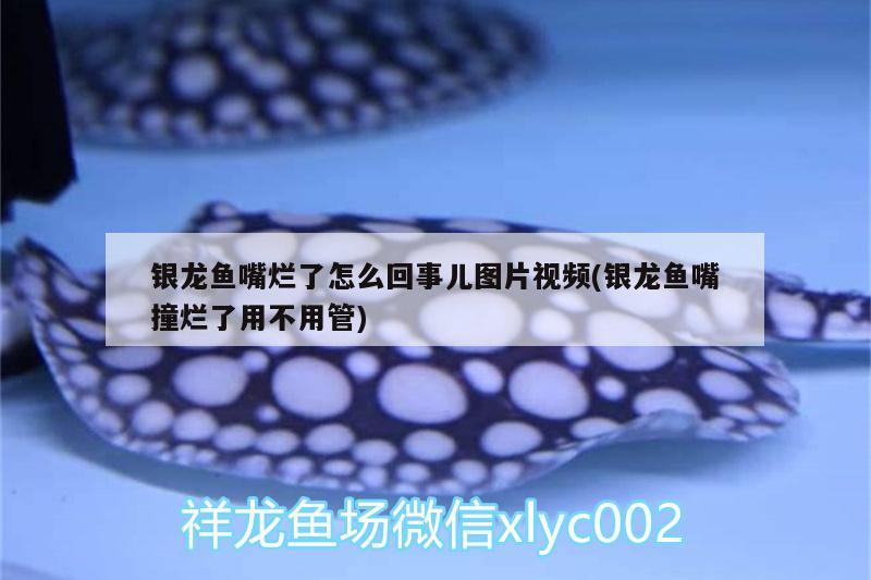 銀龍魚嘴爛了怎么回事兒圖片視頻(銀龍魚嘴撞爛了用不用管)