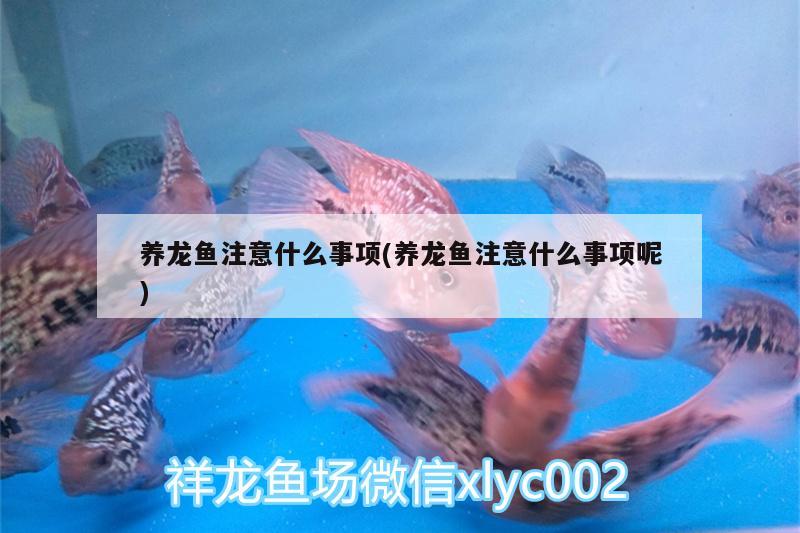 養(yǎng)龍魚注意什么事項(養(yǎng)龍魚注意什么事項呢) 金老虎魚 第2張