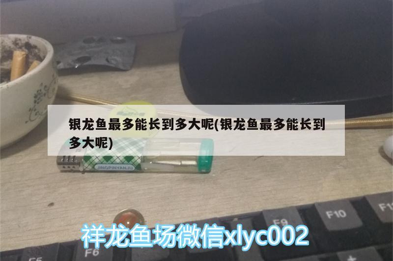 銀龍魚最多能長到多大呢(銀龍魚最多能長到多大呢) 銀龍魚