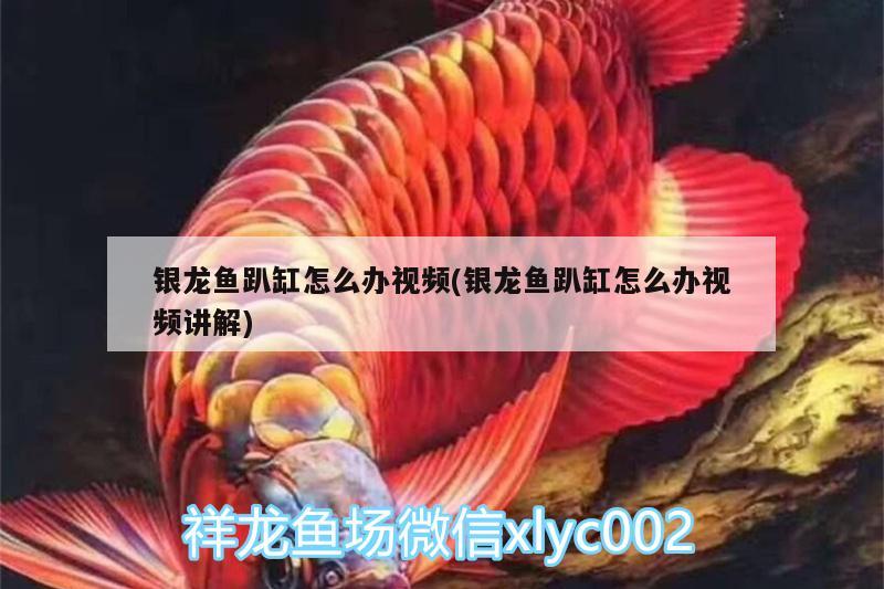 銀龍魚趴缸怎么辦視頻(銀龍魚趴缸怎么辦視頻講解) 銀龍魚