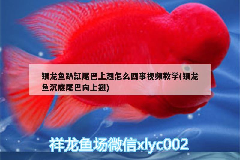 銀龍魚趴缸尾巴上翹怎么回事視頻教學(銀龍魚沉底尾巴向上翹) 銀龍魚百科