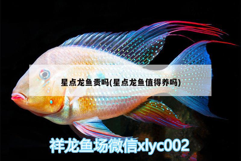 星點龍魚貴嗎(星點龍魚值得養(yǎng)嗎)