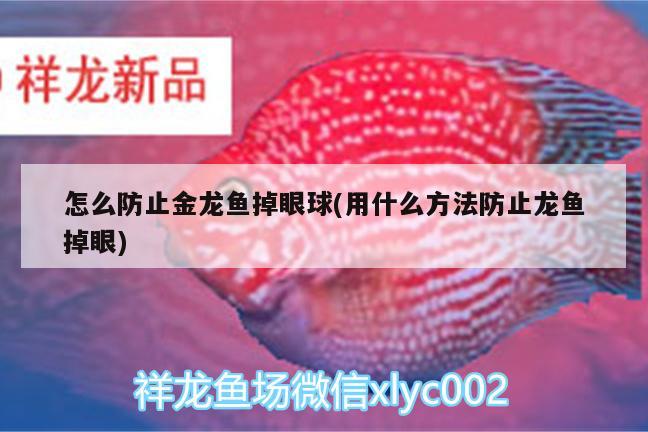 怎么防止金龍魚掉眼球(用什么方法防止龍魚掉眼) 豹紋夫魚苗