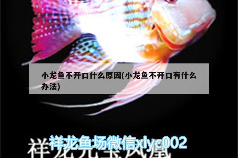 小龍魚不開口什么原因(小龍魚不開口有什么辦法) 祥龍金禾金龍魚