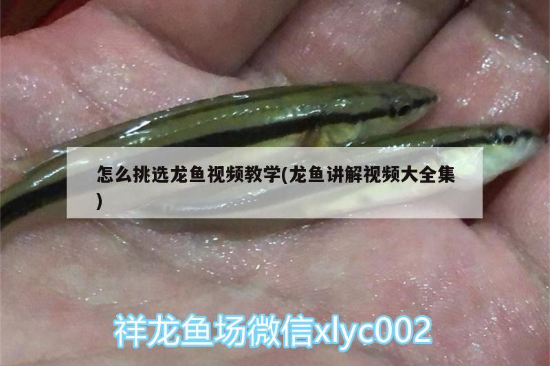 怎么挑選龍魚視頻教學(xué)(龍魚講解視頻大全集) 超血紅龍魚