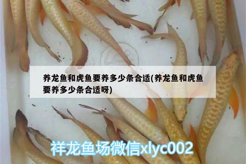 養(yǎng)龍魚和虎魚要養(yǎng)多少條合適(養(yǎng)龍魚和虎魚要養(yǎng)多少條合適呀)