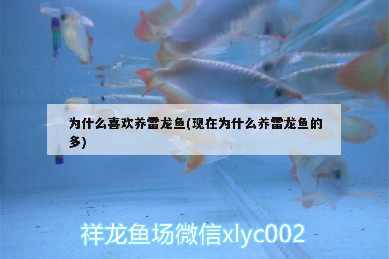 為什么喜歡養(yǎng)雷龍魚(yú)(現(xiàn)在為什么養(yǎng)雷龍魚(yú)的多)