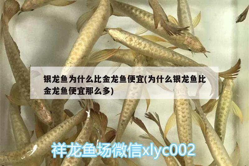 銀龍魚為什么比金龍魚便宜(為什么銀龍魚比金龍魚便宜那么多) 銀龍魚