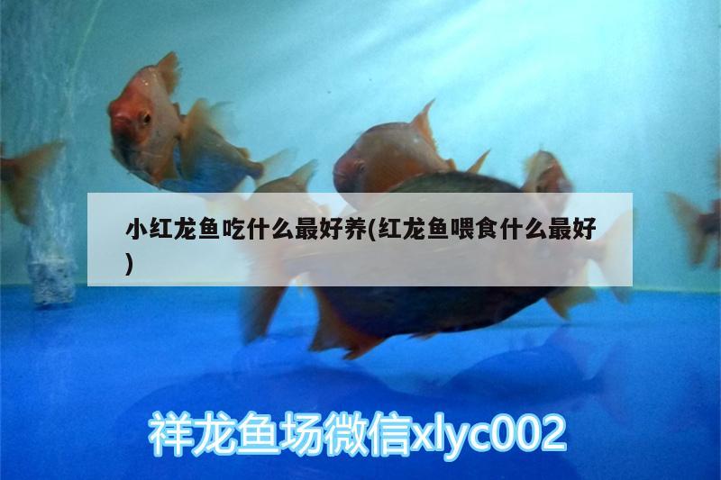 小紅龍魚吃什么最好養(yǎng)(紅龍魚喂食什么最好) 二氧化碳設備