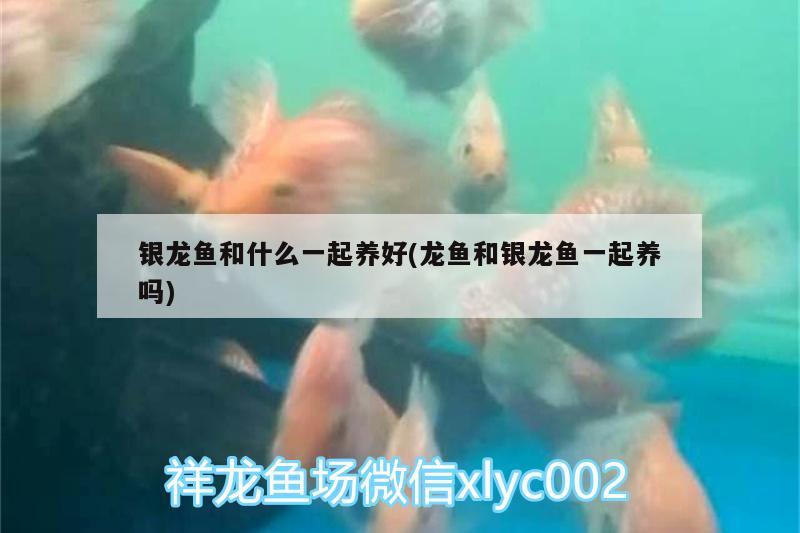 銀龍魚(yú)和什么一起養(yǎng)好(龍魚(yú)和銀龍魚(yú)一起養(yǎng)嗎)