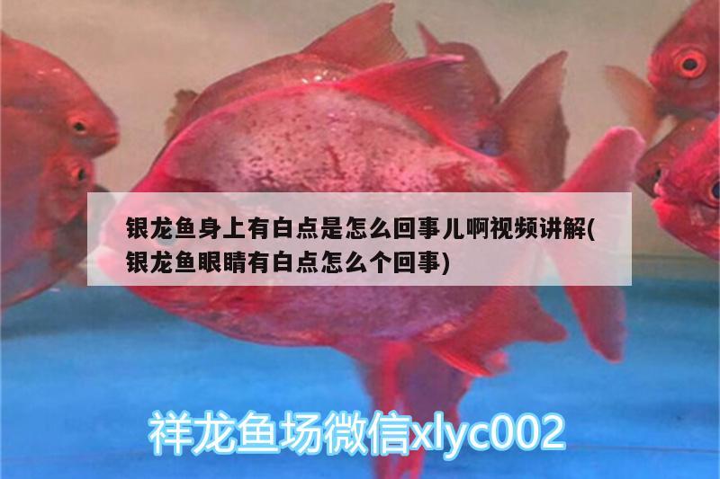 銀龍魚身上有白點(diǎn)是怎么回事兒啊視頻講解(銀龍魚眼睛有白點(diǎn)怎么個(gè)回事)