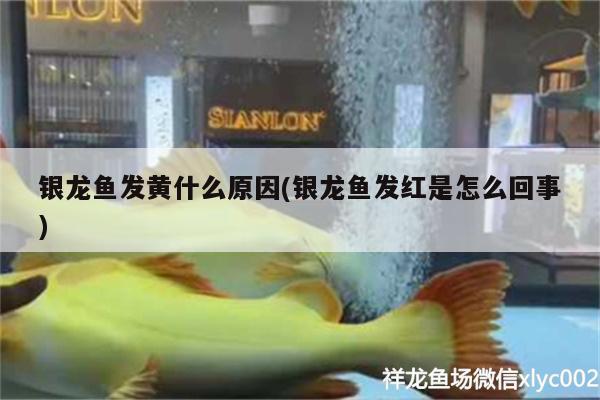 銀龍魚發(fā)黃什么原因(銀龍魚發(fā)紅是怎么回事)