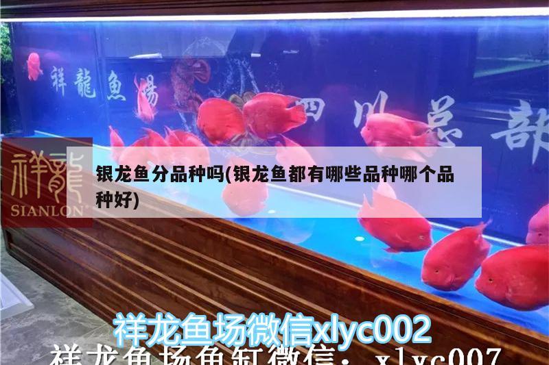 銀龍魚分品種嗎(銀龍魚都有哪些品種哪個(gè)品種好) 銀龍魚百科 第1張