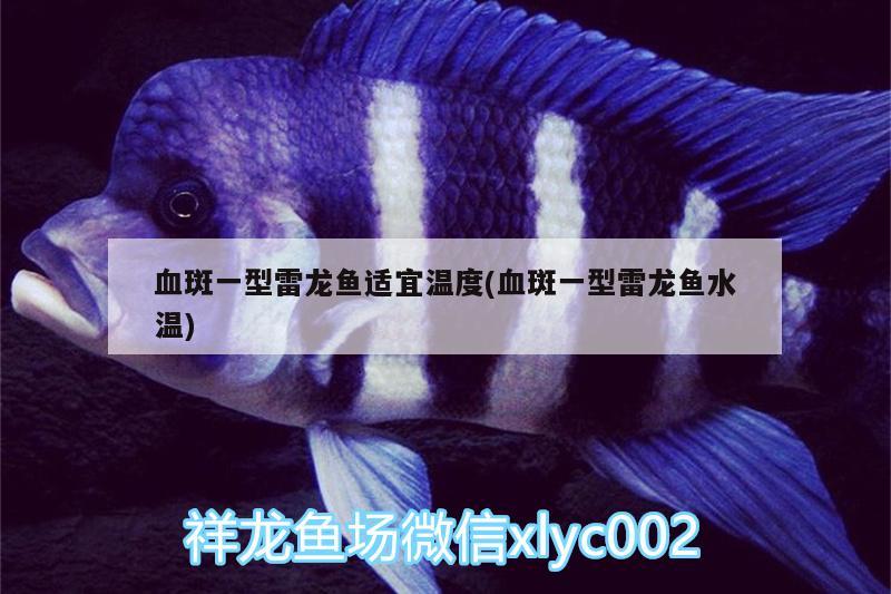 血斑一型雷龍魚適宜溫度(血斑一型雷龍魚水溫)