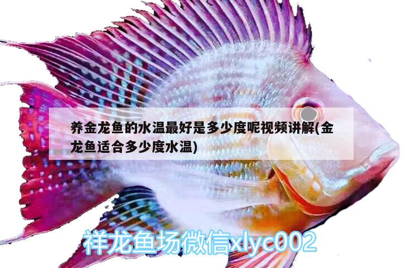 養(yǎng)金龍魚(yú)的水溫最好是多少度呢視頻講解(金龍魚(yú)適合多少度水溫) 白子關(guān)刀魚(yú)