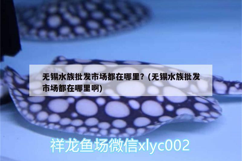 無錫水族批發(fā)市場(chǎng)都在哪里？(無錫水族批發(fā)市場(chǎng)都在哪里啊) 觀賞魚水族批發(fā)市場(chǎng) 第1張