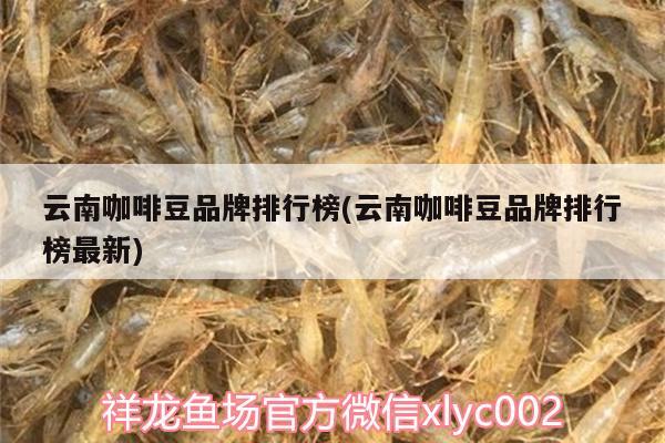 云南咖啡豆品牌排行榜(云南咖啡豆品牌排行榜最新) 馬來西亞咖啡