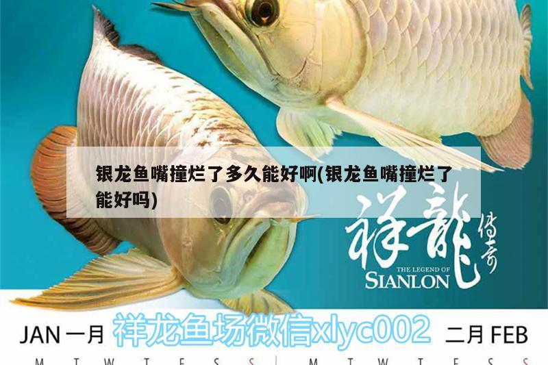 銀龍魚嘴撞爛了多久能好啊(銀龍魚嘴撞爛了能好嗎) 銀龍魚百科