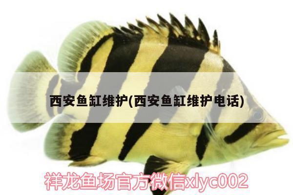 西安魚缸維護(西安魚缸維護電話) 泰龐海鰱魚