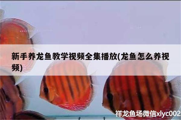 新手養(yǎng)龍魚(yú)教學(xué)視頻全集播放(龍魚(yú)怎么養(yǎng)視頻) 祥龍傳奇品牌魚(yú)缸