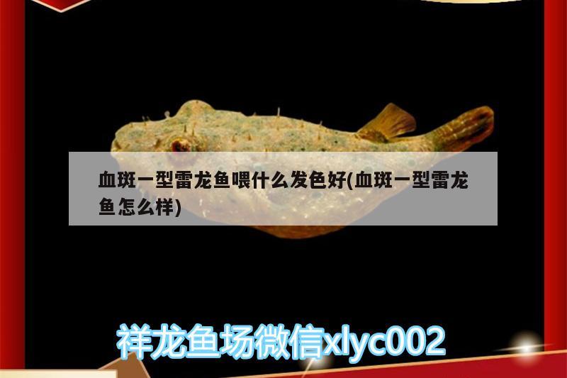 血斑一型雷龍魚喂什么發(fā)色好(血斑一型雷龍魚怎么樣)