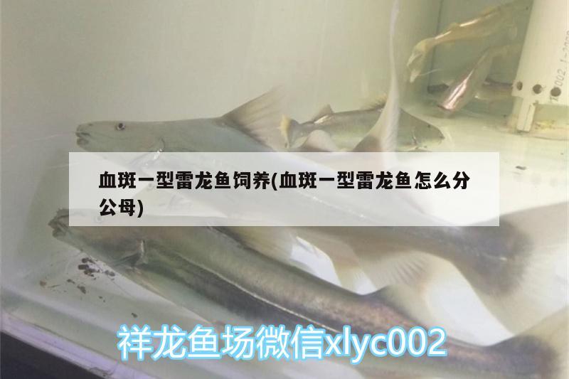 血斑一型雷龍魚飼養(yǎng)(血斑一型雷龍魚怎么分公母) 水草