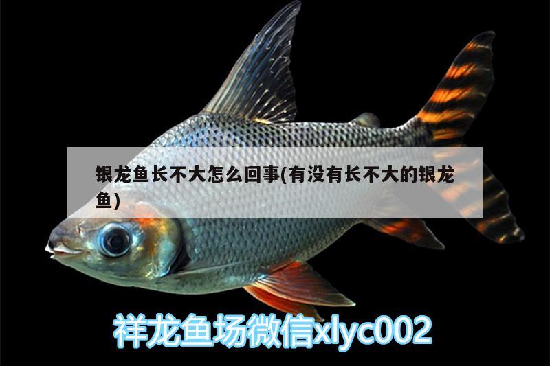 銀龍魚長不大怎么回事(有沒有長不大的銀龍魚)