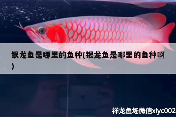 銀龍魚是哪里的魚種(銀龍魚是哪里的魚種啊)