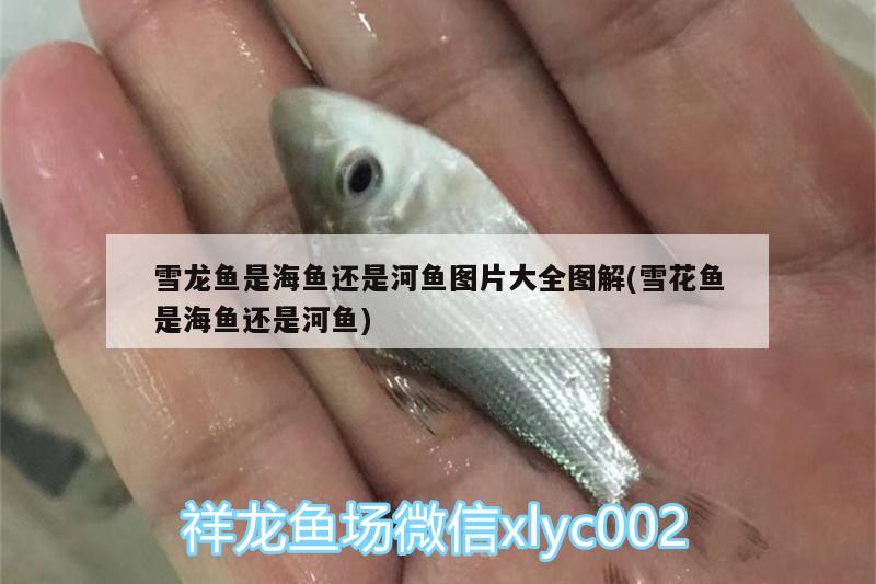 雪龍魚是海魚還是河魚圖片大全圖解(雪花魚是海魚還是河魚) 綠皮皇冠豹魚